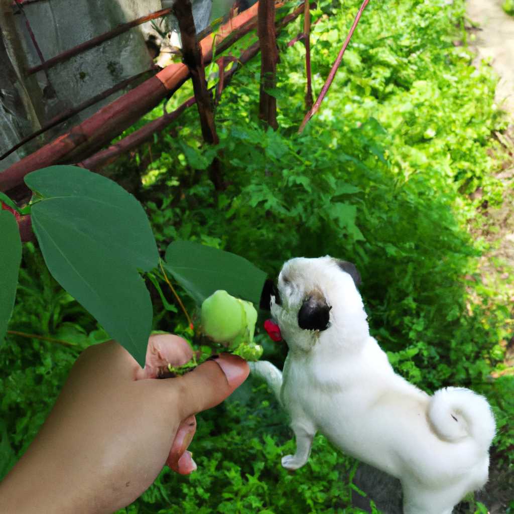 Какие фрукты можно собакам