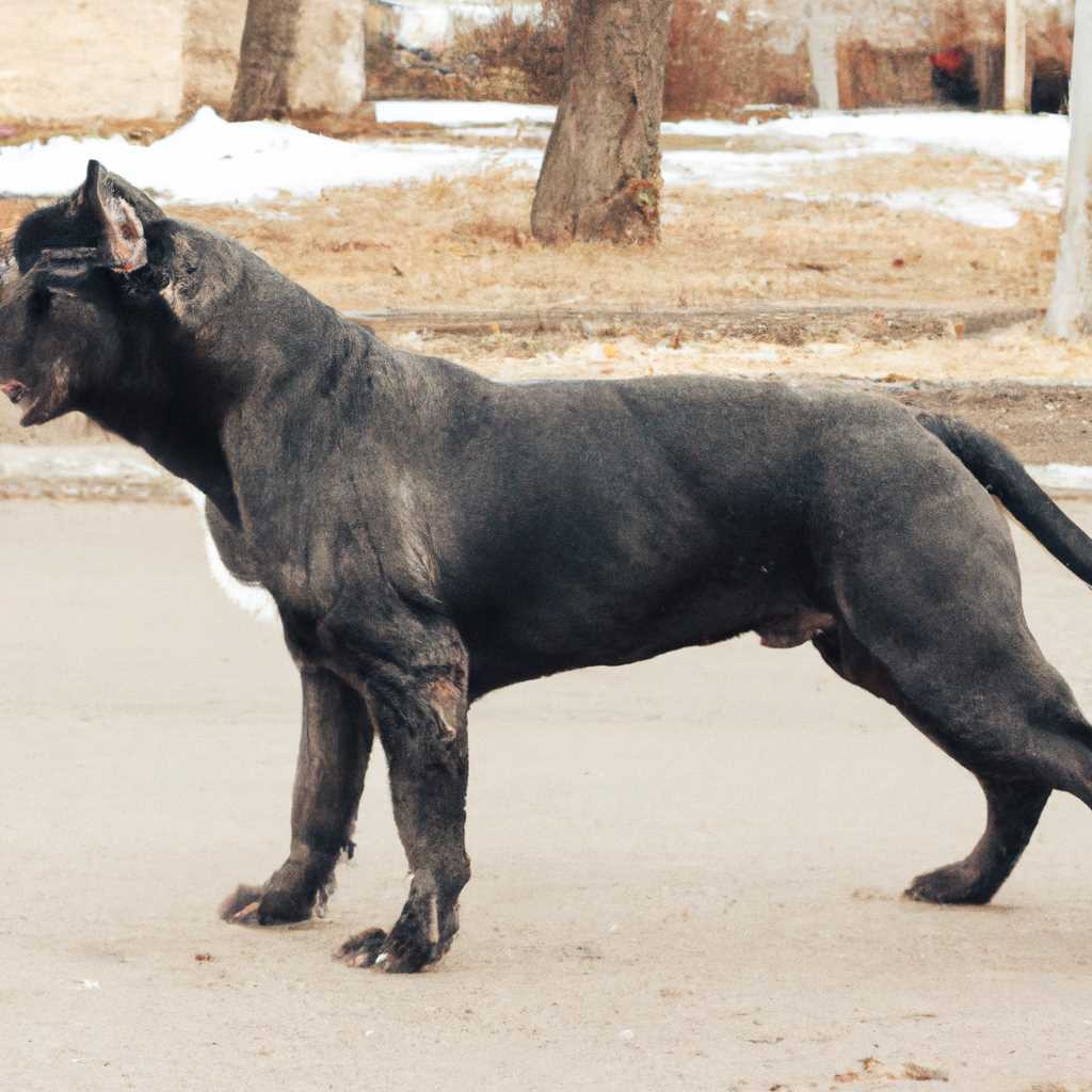 Здоровье и уход за Кане корсо