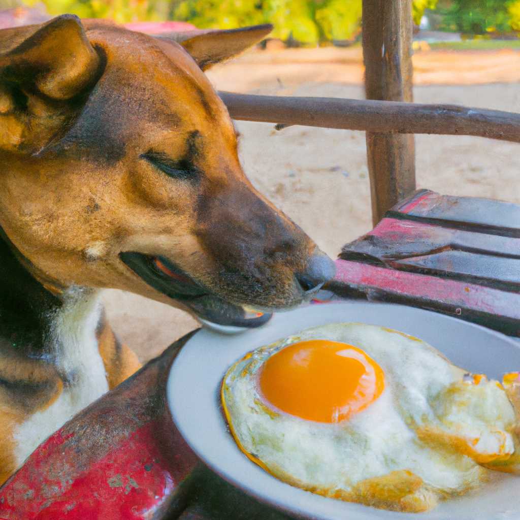 Рецепты блюд с жареными яйцами для собак